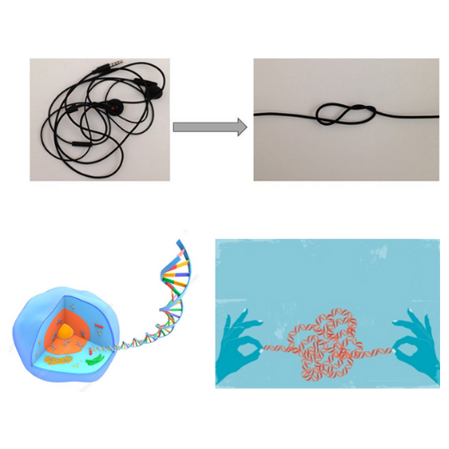 Image for event: Klotz on Knots: DNA For Young Scientists - VIRTUAL