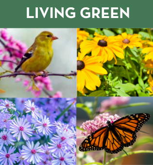 Image for event: LIVING GREEN: Planning Your Native Garden