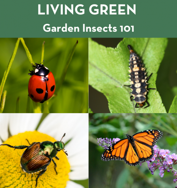 Image for event: LIVING GREEN: Garden Insects 101 - NEW