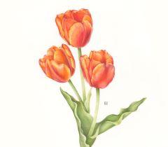 Image for event: Spring Flowers Drawing Workshop NEW